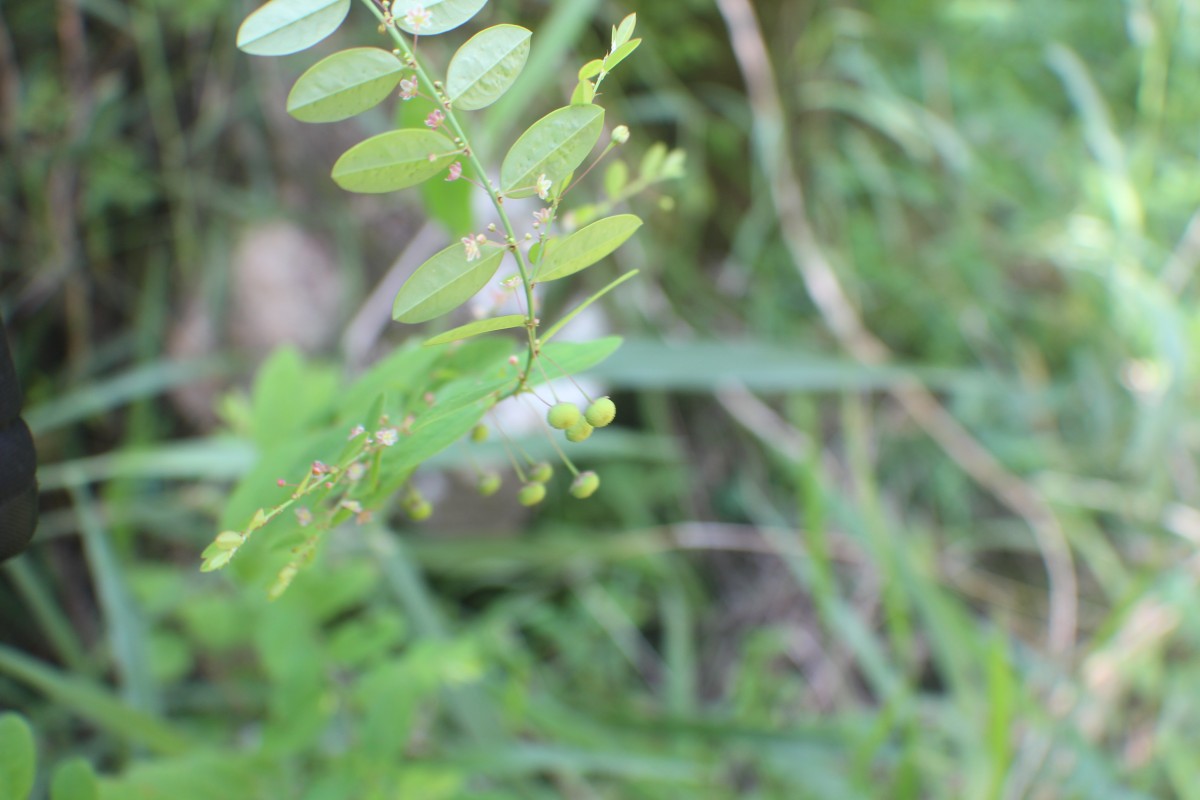 Phyllanthus gardnerianus (Wight) Baill.